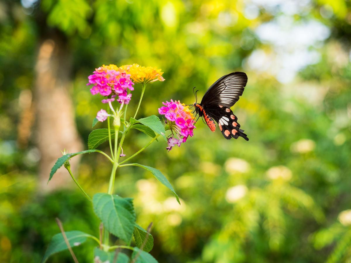 מאראריקולם Marari Beach Resort Alleppey - A Cgh Earth Experience מראה חיצוני תמונה
